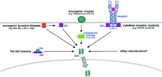 Fig. 3. Mechanisms of aberrant Stat activation in hematopoietic malignancy and disease.
