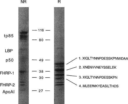 Fig. 1. FALP preparations contain fibrinogen fragments. / FALP was prepared from normal human plasma as described in “Methods” and subjected to SDS-PAGE under nonreducing conditions (left lane, NR) and reducing conditions (right lane, R). Gels were electrophoretically transferred to a PVDF membrane and stained with Coomassie Blue. Bands in NR appeared identical to those reported previously12 and the previously identified bands are labeled. Four bands from the reduced lane were excised and analyzed for N-terminal amino acid sequence. The sequencing results are shown to the right of the band. Molecular weight markers are shown in kilodaltons.