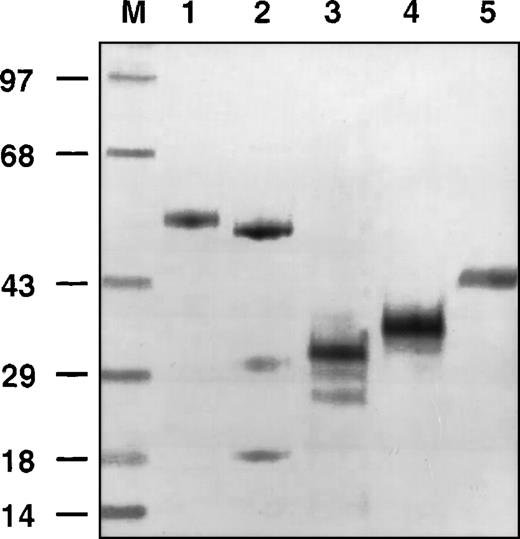 Fig. 1. Gel electrophoresis of different forms of glycoprotein (GP)Ib. / Molecular weight markers (M). Recombinant GPIbα/calmodulin (CaM) (lane 1). Recombinant GPIbα/CaM in the presence of tunicamycin (lane 2). Recombinant GPIbα in the presence of tunicamycin (lane 3). Recombinant GPIbα (lane 4). Platelet-derived, elastase digested GPIbα (lane 5).