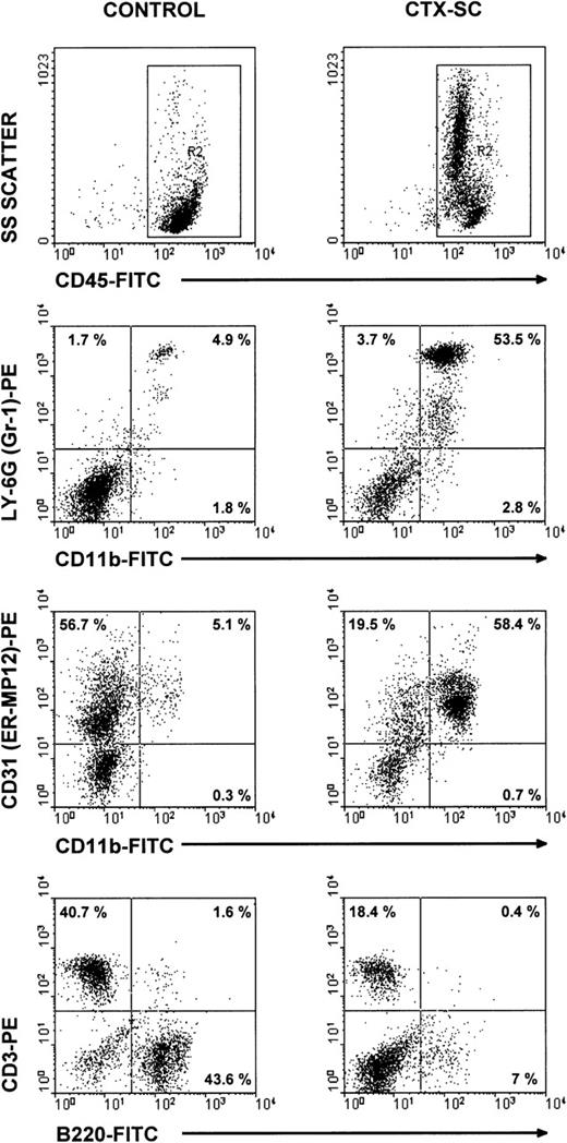 Fig. 5. Major cell populations in CTX-SC. / Fresh SC from PBS- and CTX-injected mice were obtained 6 days after the last injection of PBS/CTX and stained with anti-CD45, CD11b, or B220 FITC-labeled mAbs or biotinylated CD31, CD3, or anti–Ly-6G followed by streptavidin R-phycoerythrin conjugate (AvPE). Isotypic controls showed <0.5% in selected regions.