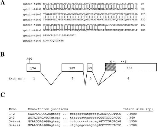 Fig. 1. Ephrin-A4 cDNA clones. / Amino acid sequences of ephrin-A4 (m) and ephrin-A4 (s) and ephrin-A4 gene structure. (A) Comparison of the amino acid sequences of ephrin-A4 (m) and ephrin-A4 (s). Amino acid numbering is depicted on the right. (B) Schematic presentation of the exon-intron organization of the ephrin-A4 gene. Exons are boxed. The size of the exons in bp are indicated by numbers in the boxes. Shaded sub-box in exon IV denotes the part of the mRNA that is spliced out in the ephrin-A4 (s) variant. *Denotes translation stop codon in the ephrin-A4 (m) sequence. **Denotes translation stop codon in the ephrin-A4 (s) sequence. (C) Sequences of exon-intron junction and the size of the introns. Capital letters denote the exons, and small letters denote the introns.