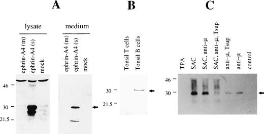 Fig. 5. Western blot analysis with ephrin-A4 (s) specific antiserum. / (A) COS cells were transfected with ephrin-A4 (m) cDNA or ephrin-A4 (s) cDNA, and cells and culture supernatant were harvested 3 days posttransfection. Cells were lysed. Either 10 μg protein was applied in each lane (left panel), or 10 μL culture supernatant was applied in each lane (right panel). (B) Tonsil T cells or tonsil B cells were isolated and lysed, and 10 μg of protein was applied in each lane. (C) 105 blood B cells were stimulated for 6 days, as indicated in the figure text. Control is no stimulation. The culture supernatant was harvested, and 10 μL was applied in each lane. All blots were stained with ephrin-A4 (s) specific polyclonal antiserum. The arrowhead denotes the ephrin-A4 (s) protein band. Molecular weight in kDa is indicated to the left of each panel. Tsup: supernatant of PHA-stimulated pooled T cells.