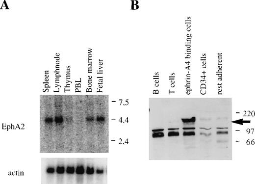Fig. 8. EphA2 mRNA expression in hematopoietic tissues and EphA2 protein production by purified populations of cells. / (A) EphA2 mRNA expression in different hematopoietic tissues. The upper panel shows EphA2 hybridization, and the lower panel, β-actin hybridization to the same blot. Molecular weight in kb is indicated to the right. (B) Western blot analysis of lysates of purified tonsil cell subpopulations using the EphA2-specific anti-serum. No specific staining was observed with lysates from purified T or B lymphocytes, CD34+ (endothelial) cell, and collagen-adherent cells depleted of CD34+ cells and ephrin-A4 binding cells (“rest adherent'). The arrow indicates the EphA2 protein specifically detected in the fraction of ephrin-A4 binding adherent cells. Molecular weight in kDa is indicated to the right.