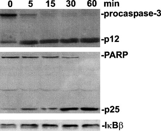 Fig. 2. Procaspase-3 and PARP, but not IκBβ, processed during PDT-induced apoptosis. / HL-60 cells were treated with verteporfin (100 ng/mL) and red light (2 J/cm2). Cell lysates were prepared at increasing times and subjected to sodium dodecyl sulfate–polyacrylamide gel electrophoresis and Western immunoblot analysis. Bands were detected using a chemiluminescence detection system and visualized by autoradiography. Lanes designated 0 minute contain lysates of samples prepared immediately after light irradiation.