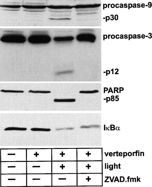 Fig. 3. Change in the status of PARP, but not IκBα, attributable to caspase activity in HL-60 cells undergoing PDT-induced apoptosis. / Cells were incubated with verteporfin (100 ng/mL) for 60 minutes at 37°C and then were kept in the dark or were irradiated with red light (2 J/cm2). The general caspase inhibitor ZVAD.fmk (100 μmol/L) was added 30 minutes before light irradiation. Cell lysates were prepared 60 minutes after irradiation and were subjected to Western immunoblot analysis with antibodies against caspase-3, caspase-9, PARP, and IκBα. The rabbit anti-IκBα polyclonal antibody was raised against residues 27-38 of the molecule. Molecular sizes of caspase-3, caspase-9, and PARP fragments are indicated.