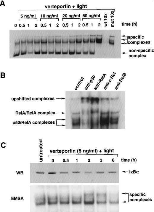 Fig. 4. Effect of verteporfin photosensitization on κB binding activity in HL-60 cells. / (A) Nuclear extracts were prepared at increasing times after the light irradiation of cells incubated with different amounts of verteporfin. Equal amounts of protein were incubated with a 32P-labeled κB probe and separated in 6% acrylamide gels. Nonspecific and specific DNA-protein complexes are indicated. For competitor studies, nuclear extracts prepared from cells treated with verteporfin (50 ng/mL) and light 2 hours earlier were incubated with the32P-labeled κB probe in the presence of a 10 mol/L excess of unlabeled wild-type or mutated κB preparations. (B) Protein-κB complexes were characterized by gel supershift analysis. Nuclear extracts prepared from cells treated with verteporfin (50 ng/mL) and light 2 hours before were mixed with the 32P-labeled κB probe in the presence of antisera against p50, RelA, c-Rel, or RelB. Samples were separated in 4% polyacrylamide gels under nonreducing conditions. Arrows indicate the positions of κB complexes. (C) The status of IκBα was monitored after photosensitization of HL-60 cells with verteporfin and light. Cytoplasmic extracts were prepared at various times after light irradiation and were analyzed by Western immunoblot (WB) analysis using mouse monoclonal antibody MAD3 10B developed against amino acids 21-48 within the N-terminal region of IκBα. The corresponding nuclear extracts were analyzed by electrophoretic mobility shift assay as performed in part A.