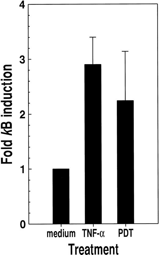 Fig. 5. Photosensitization with verteporfin and red light causes productive κB activation. / HL-60 cells transfected with a κB-luciferase reporter plasmid construct were treated with either tumor necrosis factor-α (200 U/mL) or verteporfin (5 ng/mL) followed by red light (2 J/cm2) irradiation. Luciferase activity was determined 24 hours later. Results are given as the ratio of luciferase activity for cells maintained in medium alone. Means with standard deviations for the results of 3 independent experiments are shown.
