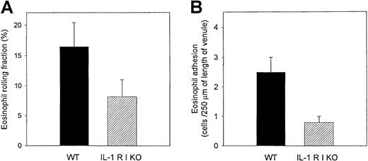 Fig. 5. Comparisons of eosinophil rolling and firm adhesion in IL-1 R type 1-deficient and control wild-type mice using intravital microscopy. / Ragweed-sensitized mice (IL-1 R type 1-deficient or control wild-type mice) were challenged with intraperitoneal injections of ragweed. Twenty-four hours later fluorescence-labeled mouse eosinophils were infused intravenously into mouse tail veins. Mouse mesentery was visualized by intravital microscopy, and intravascular eosinophil rolling and adhesion to endothelium were recorded on videotape. The number of eosinophils rolling on endothelium in ragweed-challenged IL-1 R type 1-deficient mice was significantly less than that observed in ragweed-challenged control wild-type mice (P = .05) (panel A). Similarly, the number of eosinophils adherent to endothelium in ragweed-challenged IL-1 R type 1-deficient mice was significantly less than that observed in ragweed-challenged control wild-type mice (P = .002) (panel B). Six mice were studied in each experiment (n = 2 experiments), and 3 to 6 blood vessels were analyzed per mouse.