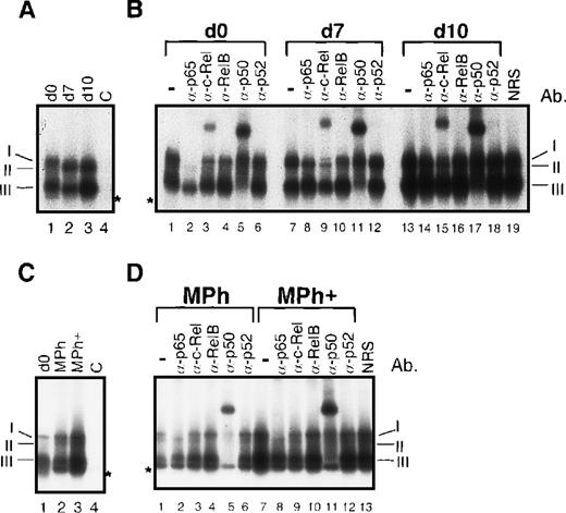 Fig. 3. Increased nuclear translocation of Rel proteins during in vitro generation of human dendritic cells and macrophages results in an increase in κB-specific DNA binding activity. / (A) EMSAs performed with nuclear proteins from monocytes (day 0, lanes 1 and 4), immature dendritic cells (day 7, lane 2), and mature dendritic cells (day 10, lane 3). As a control for specificity of DNA binding, an excess of an unlabeled κB-specific probe (C, lane 4) was added to nuclear proteins from monocytes. The 3 detectable κB-specific DNA binding complexes are designated I through III (see below). The asterisk indicates a complex of unknown composition. The signals of free probes were cut off. (B) Supershift EMSAs were performed with nuclear proteins from monocytes (day 0, lanes 1-6), immature dendritic cells (day 7, lanes 7-12), and mature dendritic cells (day 10, lanes 13-19). For supershift EMSAs, 1 μl of each of the Rel protein–specific antibodies was added to the extracts as indicated (lanes 2-6, 8-12, and 14-18). As a control for the specificity of supershifts, 1 μl of normal rabbit serum (NRS) was added to nuclear extracts from mature dendritic cell (lane 19). The 3 indicated κB-specific DNA complexes are composed of p50 homodimers (III) and RelB/p50 and RelB/c-Rel heterodimers (II). Complex I consists of 2 NF-κB complexes: p65/p50 and p65/c-Rel heterodimers. The asterisk indicates a complex of unknown composition. (C) EMSAs using nuclear proteins from monocytes (day 0, lane 1), differentiated macrophages (lane 2), and macrophages treated with monocyte-conditioned medium for another 3 days (Mph+, lane 3). The specificity of DNA binding was controlled by addition of an excess of unlabeled κB-specific probe to nuclear extracts from monocytes (C, lane 4). (D) Supershift EMSAs using nuclear proteins from macrophages (lanes 1-6) and macrophages treated with monocyte-conditioned medium for another 3 days (Mph+, lanes 7-13).