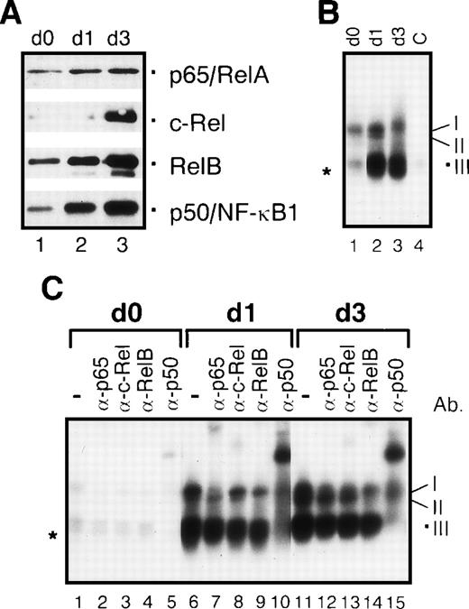 Fig. 5. Changes of nuclear Rel proteins during maturation of epidermal mouse Langerhans cells correspond to those in human dendritic cells. / (A) Immunoblots of nuclear proteins from freshly explanted Langerhans cells (immature phenotype, day 0, lane 1), Langerhans cells cultured for 24 hours (intermediate phenotype, day 1, lane 2), and maturated Langerhans cells (mature phenotype, day 3, lane 3). (B) EMSAs performed with nuclear proteins. The protein extracts were prepared from freshly explanted Langerhans cells (day 0, lane 1), Langerhans cells cultured for 24 hours (day 1, lane 2), and mature Langerhans cells cultured for 3 days (day 3, lane 3). As a control for DNA binding specificity, an excess of unlabeled κB-specific probe was added to nuclear extracts from mature Langerhans cells (C, lane 4). The 3 detectable κB-specific DNA binding complexes are designated I-III (see below). The asterisk indicates an additional complex of unknown composition. (C) Supershift EMSAs with nuclear proteins from freshly explanted Langerhans cells (day 0, lanes 1-5), Langerhans cells cultured for 24 hours (day 1, lanes 6-10), and mature Langerhans cells after 3 days in culture (day 3, lanes 11-15). For supershift EMSAs, 1 μl of each of the Rel protein–specific antibodies was added to the extracts as indicated. The 3 detectable κB-specific DNA complexes are composed of p50 homodimers (III), RelB/p50 heterodimers (II), and p65/p50 and, probably, p65/c-Rel heterodimers (I).