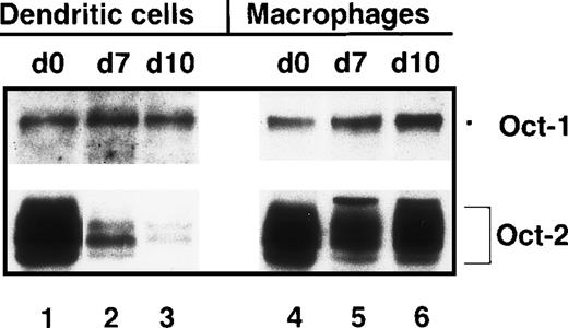 Fig. 6. Down-regulation of Oct-2 expression during in vitro differentiation of human dendritic cells but not macrophages. / Immunoblots with nuclear proteins from monocytes (day 0, lanes 1 and 4), immature dendritic cells (day 7, lane 2), mature dendritic cells (day 10, lane 3), macrophages (day 7, lane 5), and macrophages treated with monocyte-conditioned medium for another 3 days (day 10, lane 6).