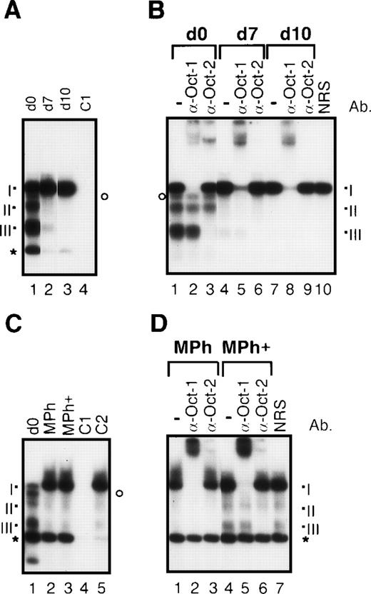 Fig. 7. Different octamer-specific DNA binding complexes in human dendritic cells and macrophages. / (A) EMSAs with nuclear proteins from monocytes (day 0, lanes 1 and 4), immature dendritic cells (day 7, lane 2), and mature dendritic cells (day 10, lane 3). As a control for specificity of DNA binding, an excess of an unlabeled octamer binding probe was added to nuclear proteins from monocytes (C1, lane 4). The 3 detectable octamer-specific complexes are designated I to III (see below). The asterisk indicates a prominent unspecific band, and the circle marks another unshiftable complex, probably containing Oct-2. As shown by supershift EMSAs (see B), the 3 detectable octamer-specific DNA complexes are composed of Oct-1 (complex I) and different isoforms of Oct-2 (complexes II and III). The signals of the free probe are cut off. (B) Supershift EMSAs with nuclear proteins from monocytes (day 0, lanes 1-3), immature dendritic cells (day 7, lanes 4-6), and mature dendritic cells (day 10, lanes 7-10). For supershift assays, 1 μl of each of the octamer-factor–specific antibodies was added as indicated (lanes 2 + 3, 5 + 6, and 8 + 9). As a control for specificity of the supershifts, 1 μl of NRS was added to nuclear protein from mature dendritic cells (lane 10). (C) EMSAs with nuclear proteins from monocytes (day 0, lane 1), macrophages (lane 2), and macrophages treated with monocyte-conditioned medium for another 3 days (Mph+, lane 3). The specificity of DNA binding was controlled by addition of an excess of an octamer-specific probe (C1, lane 4) and of a κB-specific probe (C2, lane 5) to nuclear extracts from Mph+ cells. (D) Supershift EMSAs with nuclear proteins from macrophages (lanes 1-3) and macrophages treated with monocyte-conditioned medium for another 3 days (Mph+, lanes 4-7).
