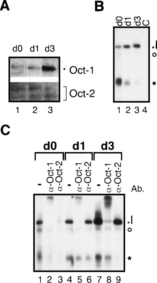 Fig. 8. Octamer factor expression in mouse epidermal Langerhans cells. / (A) Immunoblots with nuclear proteins from freshly explanted Langerhans cells (immature phenotype, day 0, lane 1), Langerhans cells cultured for 24 hours (intermediate phenotype, day 1, lane 2), and maturated Langerhans cells (mature phenotype, day 3, lane 3). (B) EMSAs with nuclear proteins from freshly explanted Langerhans cells (day 0, lane 1), Langerhans cells cultured for 24 hours (day 1, lane 2), and mature Langerhans cells cultured for 3 days (day 3, lane 3). As a control for specificity of DNA binding, an excess of unlabeled octamer probe was added to nuclear extract from mature Langerhans cells (C, lane 4). The octamer-specific complex is designated I (see below). The asterisk and the circle indicate prominent unspecific complexes. The signals of the free probe are cut off. (C) Supershift EMSAs performed with nuclear extracts from freshly explanted Langerhans cells (day 0, lanes 1-3), Langerhans cell cultured for 24 hours (day 1, lanes 4-6), and maturated Langerhans cells after 3 days in culture (day 3, lanes 7-9). For supershift EMSA, 1 μl of each of the octamer-factor–specific antibodies was added as indicated (lanes 2 + 3, 5 + 6, and 8 + 9). The detectable octamer-specific DNA complex is composed of Oct-1 (I).