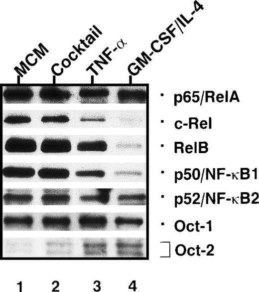 Fig. 9. Patterns of nuclear Rel/NF-κB and octamer factors detected in dendritic cells after treatment with various stimuli. / Immunoblots of nuclear proteins from immature dendritic cells treated with various stimuli for 3 days. These stimuli either preserve the immature state of dendritic cells (GM-CSF/IL-4) or induce their maturation (all other stimuli). The stimuli used were monocyte-conditioned medium (lane 1); a cytokine cocktail consisting of IL-1α, IL-1β, IL-6, TNF-α, and PGE2 (lane 2); TNF-α (lane 3); and GM-CSF/IL-4 (lane 4).