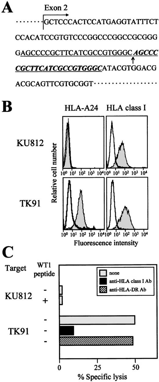 Fig. 3. Lack of cytotoxicity of TAK-1 to the HLA-A24 mutant cell line KU812. / (A) The sequence of the HLA-A24 gene of the myeloid leukemia cell line KU812 was determined. The inserted 23-base pair repeated nucleotides are shown by underlined italics, and the insertion point is marked with an arrow. (B) The cell surface expression levels of HLA-A24 and HLA class I on the myeloid leukemia cell lines KU812 and TK91 were measured by flow cytometry. The cells were stained with an FITC-conjugated mouse anti-HLA-A24 MoAb, FITC-conjugated mouse anti-HLA class I MoAb (shaded histograms), or FITC-conjugated mouse IgG (open histograms). (C) The cytotoxicity of TAK-1 to KU812 and TK91 cells was determined by 51Cr release assays for 4 hours at an E:T ratio of 10:1 in the presence or absence of the WT1 peptide. The cytotoxicity of TAK-1 to TK91 cells preincubated with an anti-HLA class I MoAb or an anti-HLA-DR MoAb was also examined.
