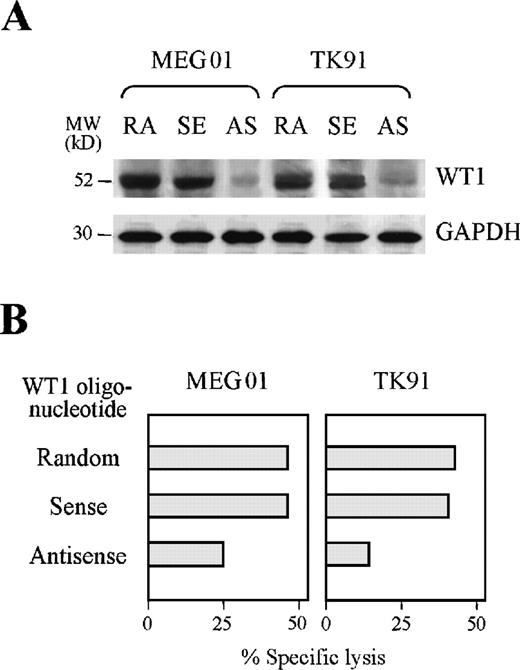 Fig. 4. Reduction of TAK-1–mediated cytotoxicity by treating target cells with a WT1 antisense oligonucleotide. / (A) WT1 protein expression in the leukemia cell lines MEG01 and TK91 treated with random (RA), WT1 sense (SE), or WT1 antisense (AS) oligonucleotides was examined by Western blot analysis (top). GAPDH protein expression was also examined by analyzing the same blot (bottom). (B) The cytotoxicity of TAK-1 to leukemia cell lines pretreated with random, WT1 sense, or WT1 antisense oligonucleotides for 72 hours was determined by 4-hour 51Cr release assays at an E:T ratio of 10:1.