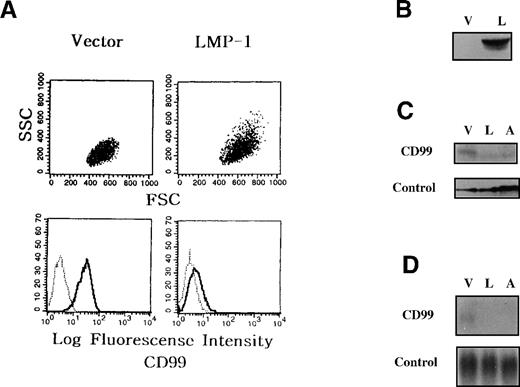 Fig. 3. Down-regulation of CD99 in LMP-1 overexpressing IM9 cells. / IM9 B cells were transfected with either vector (Vec-TF), LMP-1 (LMP-1-TF), or antisense-CD99 (AS-TF) expression construct, and G418-resistant stable clones were obtained. (A) Flow cytometric analyses of LMP-1-TF cells. The cells were first stained with control monoclonal antibody or CD99 monoclonal antibody, and then with FITC-conjugated goat anti-mouse IgG antibody. (B) Vec-TF (V) and LMP-1-TF (L) IM9 cells were examined for LMP-1 expression by immunoblot. (C and D) Immunoblot and Northern blot analyses of LMP-1-TF IM9 cells. Expression of CD99 molecules was examined in Vec-TF (V), LMP-1-TF (L), and AS-TF (A) IM9 cells by immunoblot (C) and Northern blot (D) analysis. Calnexin (C) and GAPDH (D) were tested as internal controls. LMP-1-TF cells displayed down-regulation of CD99 expression at the transcriptional level.