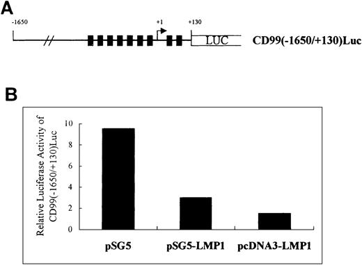 Fig. 5. Transiently expressed LMP-1 down-regulates CD99 promoter-driven luciferase activity in 293T. / (A) Schematic presentation of the CD99 promoter-driven luciferase construct pCD99(−1650/+130)luc. Closed bars denote putative Sp1-binding sequences located at −287, −255, −164, −107, −61, −18, +11, and +61 relative to the transcription start site indicated as an arrow head. (B) Effect of LMP-1 expression on CD99 promoter activity. The mean values for 2 experiments are shown. The histogram shows the relative lucifersase activity normalized by the internal control plasmid, pBiP670CAT.
