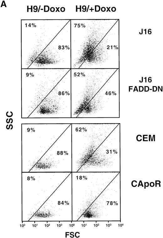 Fig. 2. Induction of functionally active CD95 ligand by doxorubicin or OKT3. / (A) Induction of apoptosis by doxorubicin-treated H9 cells in J16 or CEM target cells is inhibited in J16/FADD-DN and in CD95-resistant CEM target cells. CD3+ H9 cells were treated with 0.1 μg/mL doxorubicin for 6 hours, washed, and cocultured for 24 hours with calcein-stained J16, J16/FADD-DN, CEM, or CD95-resistant CEM (CApoR) cells. Apoptosis in calcein-stained target cells was determined by FSC/SSC analysis. (B) Induction of apoptosis by OKT3-treated H9 cells in J16 or CEM target cells is inhibited in J16/FADD-DN and in CD95-resistant CEM target cells. CD3+ H9 cells were incubated for 6 hours in 75 cm2flasks precoated with 100 μg/mL OKT3, washed, and cocultured with calcein-stained J16, J16/FADD-DN, CEM, or CD95-resistant CEM (CApoR) cells. Apoptosis in calcein-stained target cells was determined by FSC/SSC analysis. (C) Induction of apoptosis by doxorubicin or OKT3-treated H9 cells in J16 target cells is inhibited by Fab anti-CD95 antibody fragments or by anti-CD95L antibody. CD3+ H9 cells were treated for 6 hours with 0.1 μg/mL doxorubicin or were incubated for 6 hours in 75 cm2 flasks precoated with 100 μg/mL OKT3, washed, and cocultured with calcein-stained J16 cells in the presence or absence of 50 μg/mL Fab anti-CD95 antibody fragments or 100 μg/mL Nok-1 antibody. Apoptosis in calcein-stained target cells was determined by FSC/SSC analysis. (D) Lack of apoptosis by doxorubicin-treated Nalm6 cells in J16 or CEM target cells. Nalm6 cells were treated for 6 hours with 0.1 μg/mL doxorubicin, washed, and cocultured with calcein-stained J16, J16/FADD-DN, CEM, or CD95-resistant CEM (CApoR) cells. Apoptosis in calcein-stained target cells was determined by FSC/SSC analysis.