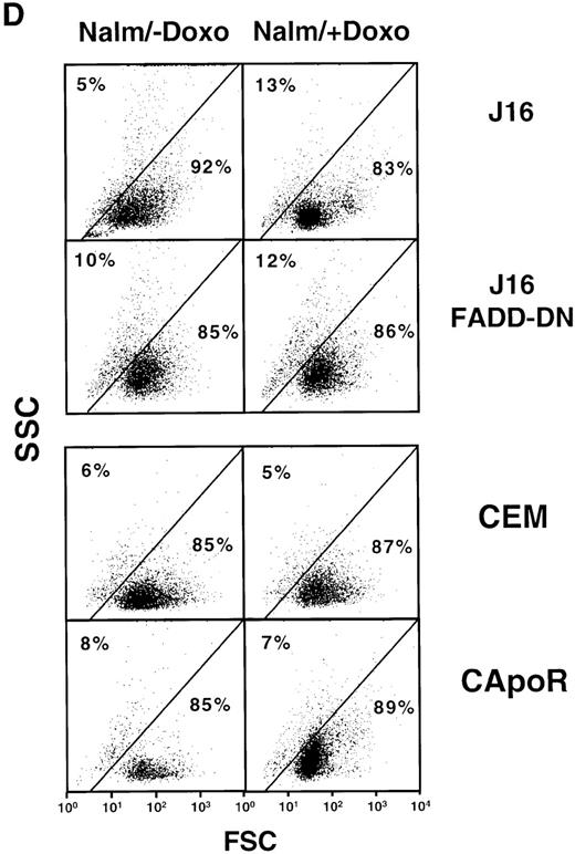 Fig. 2. Induction of functionally active CD95 ligand by doxorubicin or OKT3. / (A) Induction of apoptosis by doxorubicin-treated H9 cells in J16 or CEM target cells is inhibited in J16/FADD-DN and in CD95-resistant CEM target cells. CD3+ H9 cells were treated with 0.1 μg/mL doxorubicin for 6 hours, washed, and cocultured for 24 hours with calcein-stained J16, J16/FADD-DN, CEM, or CD95-resistant CEM (CApoR) cells. Apoptosis in calcein-stained target cells was determined by FSC/SSC analysis. (B) Induction of apoptosis by OKT3-treated H9 cells in J16 or CEM target cells is inhibited in J16/FADD-DN and in CD95-resistant CEM target cells. CD3+ H9 cells were incubated for 6 hours in 75 cm2flasks precoated with 100 μg/mL OKT3, washed, and cocultured with calcein-stained J16, J16/FADD-DN, CEM, or CD95-resistant CEM (CApoR) cells. Apoptosis in calcein-stained target cells was determined by FSC/SSC analysis. (C) Induction of apoptosis by doxorubicin or OKT3-treated H9 cells in J16 target cells is inhibited by Fab anti-CD95 antibody fragments or by anti-CD95L antibody. CD3+ H9 cells were treated for 6 hours with 0.1 μg/mL doxorubicin or were incubated for 6 hours in 75 cm2 flasks precoated with 100 μg/mL OKT3, washed, and cocultured with calcein-stained J16 cells in the presence or absence of 50 μg/mL Fab anti-CD95 antibody fragments or 100 μg/mL Nok-1 antibody. Apoptosis in calcein-stained target cells was determined by FSC/SSC analysis. (D) Lack of apoptosis by doxorubicin-treated Nalm6 cells in J16 or CEM target cells. Nalm6 cells were treated for 6 hours with 0.1 μg/mL doxorubicin, washed, and cocultured with calcein-stained J16, J16/FADD-DN, CEM, or CD95-resistant CEM (CApoR) cells. Apoptosis in calcein-stained target cells was determined by FSC/SSC analysis.