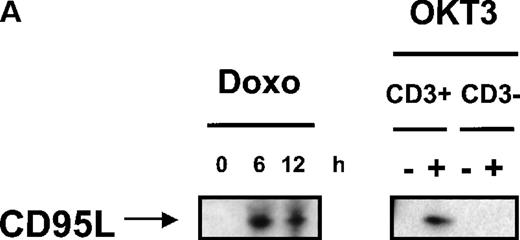 Fig. 3. Doxorubicin- or OKT3-induced DISC formation and activation of caspases. / (A) Detection of DISC-bound CD95 ligand. CD3+ H9 cells were treated with 0.1 μg/mL doxorubicin for the time points indicated. CD3+ or CD3-H9 cells were incubated for 6 hours in 75 cm2 flasks precoated with 100 μg/mL OKT3. Cells were lysed and immunoprecipitation of CD95 was performed by FADD monoclonal antibody. Proteins were separated by 12% sodium dodecyl sulfate–polyacrylamide gel electrophoresis (SDS-PAGE). CD95-L protein was detected by mouse anti-CD95-L monoclonal antibody and ECL. (B) Doxorubicin- induced CD95 aggregation. CD3+ H9 cells were treated with 0.1 μg/mL doxorubicin for the time points indicated. Cells were lysed, and immunoprecipitation of CD95 was performed by anti-APO-1 IgG3 monoclonal antibody using limiting antibody concentrations (0.5 μg/mL) or excess antibody concentrations (2 μg/mL). Proteins were separated by 12% SDS-PAGE. CD95 protein was detected by mouse anti-CD95 monoclonal antibody and ECL. (C) Doxorubicin, OKT3-, or anti-APO-1–induced DISC formation. CD3+ H9 cells were treated with 0.1 μg/mL doxorubicin for the time points indicated or with 1 μg/mL anti-APO-1 IgG3 monoclonal antibody for 15 minutes. CD3+ or CD3-H9 cells were incubated for 6 hours in 75 cm2 flasks precoated with 100 μg/mL OKT3. Cells were lysed, and immunoprecipitation of CD95 was performed by anti-APO-1 IgG3 monoclonal antibody (I.P.) or Western blot analysis was performed (blot). Proteins were separated by 12% SDS-PAGE. FADD and caspase-8 protein were detected by mouse anti-FADD monoclonal antibody or mouse anti-caspase-8 monoclonal antibody and ECL. (D) Dose response of doxorubicin-induced DISC formation. CD3+ H9 cells were treated with 0.03-0.3 μg/mL doxorubicin for 12 hours. Immunoprecipitation of the CD95 DISC was performed as described in Figure 3C. (E) Doxorubicin- or OKT3-induced activation of caspases. CD3+ H9 cells were treated with 0.1 μg/mL doxorubicin for the time points indicated. CD3+ or CD3-H9 cells were incubated for 6 hours in 75 cm2 flasks precoated with 100 μg/mL OKT3. Western blot analysis for caspase-8, caspase-3, or PARP protein was performed using mouse anti-caspase-8 monoclonal antibody, mouse anti-caspase-3 monoclonal antibody, or rabbit anti-PARP polyclonal antibody and ECL. Processing of caspase-8, which was detected as a double band corresponding to 2 caspase-8 isoforms (caspase-8/a and caspase-8/b), resulted in p43 and p41 cleavage intermediates derived from caspase-8/a and caspase-8/b, respectively, and the p18 active subunit.