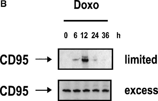 Fig. 3. Doxorubicin- or OKT3-induced DISC formation and activation of caspases. / (A) Detection of DISC-bound CD95 ligand. CD3+ H9 cells were treated with 0.1 μg/mL doxorubicin for the time points indicated. CD3+ or CD3-H9 cells were incubated for 6 hours in 75 cm2 flasks precoated with 100 μg/mL OKT3. Cells were lysed and immunoprecipitation of CD95 was performed by FADD monoclonal antibody. Proteins were separated by 12% sodium dodecyl sulfate–polyacrylamide gel electrophoresis (SDS-PAGE). CD95-L protein was detected by mouse anti-CD95-L monoclonal antibody and ECL. (B) Doxorubicin- induced CD95 aggregation. CD3+ H9 cells were treated with 0.1 μg/mL doxorubicin for the time points indicated. Cells were lysed, and immunoprecipitation of CD95 was performed by anti-APO-1 IgG3 monoclonal antibody using limiting antibody concentrations (0.5 μg/mL) or excess antibody concentrations (2 μg/mL). Proteins were separated by 12% SDS-PAGE. CD95 protein was detected by mouse anti-CD95 monoclonal antibody and ECL. (C) Doxorubicin, OKT3-, or anti-APO-1–induced DISC formation. CD3+ H9 cells were treated with 0.1 μg/mL doxorubicin for the time points indicated or with 1 μg/mL anti-APO-1 IgG3 monoclonal antibody for 15 minutes. CD3+ or CD3-H9 cells were incubated for 6 hours in 75 cm2 flasks precoated with 100 μg/mL OKT3. Cells were lysed, and immunoprecipitation of CD95 was performed by anti-APO-1 IgG3 monoclonal antibody (I.P.) or Western blot analysis was performed (blot). Proteins were separated by 12% SDS-PAGE. FADD and caspase-8 protein were detected by mouse anti-FADD monoclonal antibody or mouse anti-caspase-8 monoclonal antibody and ECL. (D) Dose response of doxorubicin-induced DISC formation. CD3+ H9 cells were treated with 0.03-0.3 μg/mL doxorubicin for 12 hours. Immunoprecipitation of the CD95 DISC was performed as described in Figure 3C. (E) Doxorubicin- or OKT3-induced activation of caspases. CD3+ H9 cells were treated with 0.1 μg/mL doxorubicin for the time points indicated. CD3+ or CD3-H9 cells were incubated for 6 hours in 75 cm2 flasks precoated with 100 μg/mL OKT3. Western blot analysis for caspase-8, caspase-3, or PARP protein was performed using mouse anti-caspase-8 monoclonal antibody, mouse anti-caspase-3 monoclonal antibody, or rabbit anti-PARP polyclonal antibody and ECL. Processing of caspase-8, which was detected as a double band corresponding to 2 caspase-8 isoforms (caspase-8/a and caspase-8/b), resulted in p43 and p41 cleavage intermediates derived from caspase-8/a and caspase-8/b, respectively, and the p18 active subunit.
