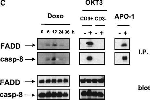 Fig. 3. Doxorubicin- or OKT3-induced DISC formation and activation of caspases. / (A) Detection of DISC-bound CD95 ligand. CD3+ H9 cells were treated with 0.1 μg/mL doxorubicin for the time points indicated. CD3+ or CD3-H9 cells were incubated for 6 hours in 75 cm2 flasks precoated with 100 μg/mL OKT3. Cells were lysed and immunoprecipitation of CD95 was performed by FADD monoclonal antibody. Proteins were separated by 12% sodium dodecyl sulfate–polyacrylamide gel electrophoresis (SDS-PAGE). CD95-L protein was detected by mouse anti-CD95-L monoclonal antibody and ECL. (B) Doxorubicin- induced CD95 aggregation. CD3+ H9 cells were treated with 0.1 μg/mL doxorubicin for the time points indicated. Cells were lysed, and immunoprecipitation of CD95 was performed by anti-APO-1 IgG3 monoclonal antibody using limiting antibody concentrations (0.5 μg/mL) or excess antibody concentrations (2 μg/mL). Proteins were separated by 12% SDS-PAGE. CD95 protein was detected by mouse anti-CD95 monoclonal antibody and ECL. (C) Doxorubicin, OKT3-, or anti-APO-1–induced DISC formation. CD3+ H9 cells were treated with 0.1 μg/mL doxorubicin for the time points indicated or with 1 μg/mL anti-APO-1 IgG3 monoclonal antibody for 15 minutes. CD3+ or CD3-H9 cells were incubated for 6 hours in 75 cm2 flasks precoated with 100 μg/mL OKT3. Cells were lysed, and immunoprecipitation of CD95 was performed by anti-APO-1 IgG3 monoclonal antibody (I.P.) or Western blot analysis was performed (blot). Proteins were separated by 12% SDS-PAGE. FADD and caspase-8 protein were detected by mouse anti-FADD monoclonal antibody or mouse anti-caspase-8 monoclonal antibody and ECL. (D) Dose response of doxorubicin-induced DISC formation. CD3+ H9 cells were treated with 0.03-0.3 μg/mL doxorubicin for 12 hours. Immunoprecipitation of the CD95 DISC was performed as described in Figure 3C. (E) Doxorubicin- or OKT3-induced activation of caspases. CD3+ H9 cells were treated with 0.1 μg/mL doxorubicin for the time points indicated. CD3+ or CD3-H9 cells were incubated for 6 hours in 75 cm2 flasks precoated with 100 μg/mL OKT3. Western blot analysis for caspase-8, caspase-3, or PARP protein was performed using mouse anti-caspase-8 monoclonal antibody, mouse anti-caspase-3 monoclonal antibody, or rabbit anti-PARP polyclonal antibody and ECL. Processing of caspase-8, which was detected as a double band corresponding to 2 caspase-8 isoforms (caspase-8/a and caspase-8/b), resulted in p43 and p41 cleavage intermediates derived from caspase-8/a and caspase-8/b, respectively, and the p18 active subunit.