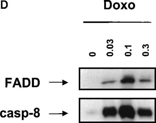 Fig. 3. Doxorubicin- or OKT3-induced DISC formation and activation of caspases. / (A) Detection of DISC-bound CD95 ligand. CD3+ H9 cells were treated with 0.1 μg/mL doxorubicin for the time points indicated. CD3+ or CD3-H9 cells were incubated for 6 hours in 75 cm2 flasks precoated with 100 μg/mL OKT3. Cells were lysed and immunoprecipitation of CD95 was performed by FADD monoclonal antibody. Proteins were separated by 12% sodium dodecyl sulfate–polyacrylamide gel electrophoresis (SDS-PAGE). CD95-L protein was detected by mouse anti-CD95-L monoclonal antibody and ECL. (B) Doxorubicin- induced CD95 aggregation. CD3+ H9 cells were treated with 0.1 μg/mL doxorubicin for the time points indicated. Cells were lysed, and immunoprecipitation of CD95 was performed by anti-APO-1 IgG3 monoclonal antibody using limiting antibody concentrations (0.5 μg/mL) or excess antibody concentrations (2 μg/mL). Proteins were separated by 12% SDS-PAGE. CD95 protein was detected by mouse anti-CD95 monoclonal antibody and ECL. (C) Doxorubicin, OKT3-, or anti-APO-1–induced DISC formation. CD3+ H9 cells were treated with 0.1 μg/mL doxorubicin for the time points indicated or with 1 μg/mL anti-APO-1 IgG3 monoclonal antibody for 15 minutes. CD3+ or CD3-H9 cells were incubated for 6 hours in 75 cm2 flasks precoated with 100 μg/mL OKT3. Cells were lysed, and immunoprecipitation of CD95 was performed by anti-APO-1 IgG3 monoclonal antibody (I.P.) or Western blot analysis was performed (blot). Proteins were separated by 12% SDS-PAGE. FADD and caspase-8 protein were detected by mouse anti-FADD monoclonal antibody or mouse anti-caspase-8 monoclonal antibody and ECL. (D) Dose response of doxorubicin-induced DISC formation. CD3+ H9 cells were treated with 0.03-0.3 μg/mL doxorubicin for 12 hours. Immunoprecipitation of the CD95 DISC was performed as described in Figure 3C. (E) Doxorubicin- or OKT3-induced activation of caspases. CD3+ H9 cells were treated with 0.1 μg/mL doxorubicin for the time points indicated. CD3+ or CD3-H9 cells were incubated for 6 hours in 75 cm2 flasks precoated with 100 μg/mL OKT3. Western blot analysis for caspase-8, caspase-3, or PARP protein was performed using mouse anti-caspase-8 monoclonal antibody, mouse anti-caspase-3 monoclonal antibody, or rabbit anti-PARP polyclonal antibody and ECL. Processing of caspase-8, which was detected as a double band corresponding to 2 caspase-8 isoforms (caspase-8/a and caspase-8/b), resulted in p43 and p41 cleavage intermediates derived from caspase-8/a and caspase-8/b, respectively, and the p18 active subunit.