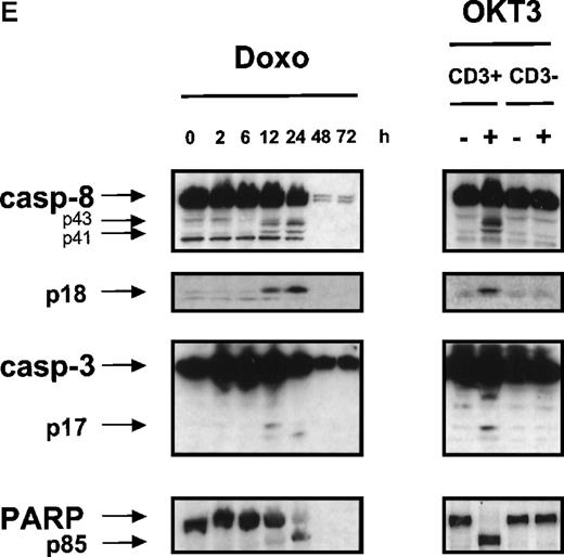 Fig. 3. Doxorubicin- or OKT3-induced DISC formation and activation of caspases. / (A) Detection of DISC-bound CD95 ligand. CD3+ H9 cells were treated with 0.1 μg/mL doxorubicin for the time points indicated. CD3+ or CD3-H9 cells were incubated for 6 hours in 75 cm2 flasks precoated with 100 μg/mL OKT3. Cells were lysed and immunoprecipitation of CD95 was performed by FADD monoclonal antibody. Proteins were separated by 12% sodium dodecyl sulfate–polyacrylamide gel electrophoresis (SDS-PAGE). CD95-L protein was detected by mouse anti-CD95-L monoclonal antibody and ECL. (B) Doxorubicin- induced CD95 aggregation. CD3+ H9 cells were treated with 0.1 μg/mL doxorubicin for the time points indicated. Cells were lysed, and immunoprecipitation of CD95 was performed by anti-APO-1 IgG3 monoclonal antibody using limiting antibody concentrations (0.5 μg/mL) or excess antibody concentrations (2 μg/mL). Proteins were separated by 12% SDS-PAGE. CD95 protein was detected by mouse anti-CD95 monoclonal antibody and ECL. (C) Doxorubicin, OKT3-, or anti-APO-1–induced DISC formation. CD3+ H9 cells were treated with 0.1 μg/mL doxorubicin for the time points indicated or with 1 μg/mL anti-APO-1 IgG3 monoclonal antibody for 15 minutes. CD3+ or CD3-H9 cells were incubated for 6 hours in 75 cm2 flasks precoated with 100 μg/mL OKT3. Cells were lysed, and immunoprecipitation of CD95 was performed by anti-APO-1 IgG3 monoclonal antibody (I.P.) or Western blot analysis was performed (blot). Proteins were separated by 12% SDS-PAGE. FADD and caspase-8 protein were detected by mouse anti-FADD monoclonal antibody or mouse anti-caspase-8 monoclonal antibody and ECL. (D) Dose response of doxorubicin-induced DISC formation. CD3+ H9 cells were treated with 0.03-0.3 μg/mL doxorubicin for 12 hours. Immunoprecipitation of the CD95 DISC was performed as described in Figure 3C. (E) Doxorubicin- or OKT3-induced activation of caspases. CD3+ H9 cells were treated with 0.1 μg/mL doxorubicin for the time points indicated. CD3+ or CD3-H9 cells were incubated for 6 hours in 75 cm2 flasks precoated with 100 μg/mL OKT3. Western blot analysis for caspase-8, caspase-3, or PARP protein was performed using mouse anti-caspase-8 monoclonal antibody, mouse anti-caspase-3 monoclonal antibody, or rabbit anti-PARP polyclonal antibody and ECL. Processing of caspase-8, which was detected as a double band corresponding to 2 caspase-8 isoforms (caspase-8/a and caspase-8/b), resulted in p43 and p41 cleavage intermediates derived from caspase-8/a and caspase-8/b, respectively, and the p18 active subunit.