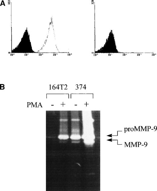 Fig. 3. Expression of LFA-1 and MMP-9 by 374 lymphoma cell line. / (A) Expression of LFA-1 on 164T2 (left histogram) and 374 cells (right histogram). Expression of LFA-1 was determined using biotinylated anti-LFA-1 antibodies plus SA-PE (gray lines). Controls included cells incubated with SA-PE alone (black lines) and autofluorescence control, represented by the population filled in gray. The T-cell origin of 374 cells was ascertained by the expression of the CD3ε and TcRαβ-specific mAbs (data not shown). (B) Secretion of high levels of MMP-9 by 164T2 and 374 T lymphoma cells. Secretion of MMP-9 by resting or PMA-stimulated 164T2 and 374 lymphoma cells was measured by gelatin-zymography. Results are representative of at least 3 independent experiments.