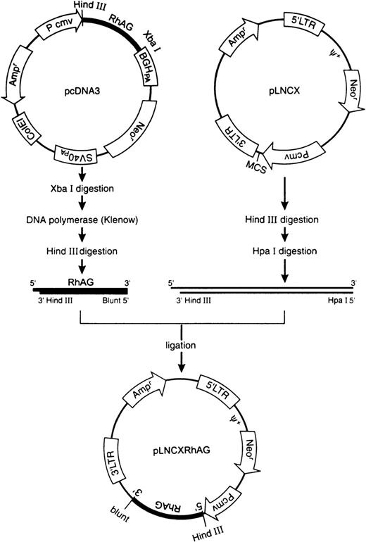 Fig. 1. Construction of retroviral expression vector.