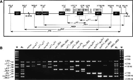 Fig. 1. Multiplex-PCR genotype analysis of the -globin gene cluster. / (A) Schematic representation of the α-globin gene cluster. Figure indicates extents of each deletion represented in the multiplex-PCR assay and relative positions of the primers (except for the control LIS1-F and LIS1-R primers, which are located on a different chromosome). Locations of sequence homology (X, Y, Z boxes) and hypervariable regions (HVR) are also shown. (B) Representative results from DNA samples with various α-globin genotypes. The M indicates the 1 kb-Plus molecular weight marker (Life Technologies), and the AL, the allelic ladder comprising all 8 possible amplification fragments.