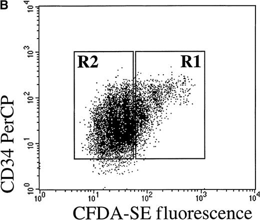 Fig. 1. Flow cytometric cell sorting. / (A) Flow cytometry identified distinct cell generations following 8-day culture (see Materials and methods for details) of fresh isolated CD34+ cells using CFDA-SE fluorescent dye and Modfit LT software (Verity Software House). Each arrow indicates a distinct cell generation or parental cells and the numbers indicate their frequency in the analyzed cells (expressed as a percentage). (B) Sorting strategy to isolate CLRPP from fresh isolated CD34+ cells cultured for 8 days. CLRPP were sorted on R1 window, setting the sorting windows on the basis of the threshold values of green fluorescence identified previously by the Modfit software for each cell generation. In the typical experiment shown in this figure, CFDA-SE-loaded cultured progenitors were costained with CD34 PerCP to document the maintenance of high levels of CD34 expression on R1 sorted CLRPP. (C) Similarly, costaining with CD105 PE shows the expression of intermediate levels of CD105 antigen on CLRPP and intermediate to high levels of CD105 expression on highly proliferating proerythroblasts (Proery).