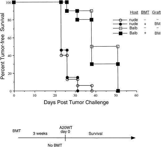 Fig. 2. The enhanced antitumor response is T-cell dependent. / BALB/c mice or BALB/c athymic nude mice were transplanted as indicated. Grafts consisted of T-cell–depleted BM only. Three weeks following the BMT, these groups, as well as mice that did not undergo a transplant, were all challenged with live A20 tumor (1 × 106intravenously) and observed twice a week for the presence of tumor.