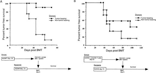 Fig. 4. Grafts from tumor-bearing donors can mediate a graft-versus-tumor effect. / (A) Tumor-bearing BALB/c donor mice were challenged 14 days prior to graft harvest, and all recipients were challenged 10 days prior to transplant with 1 × 106 A20 wild-type tumor cells given intravenously. BM and spleens were harvested from the donors, and tumor was depleted as described in “Materials and methods.” Recipient mice were irradiated, reconstituted with the purged grafts, and followed twice weekly for the progression of tumor. (B) Donor BALB/c mice received 2.5 × 106anti-HA–specific T cells with or without a tumor challenge (1 × 106 A20HA cells intravenously) 25 days before graft harvest. BM and spleens from both groups were harvested and tumor depleted as described. Recipient mice were challenged with 1 × 106 A20HA cells 10 days before being irradiated, transplanted with the purged grafts from non–tumor-bearing or non–tumor-bearing donors, and followed for tumor progression.
