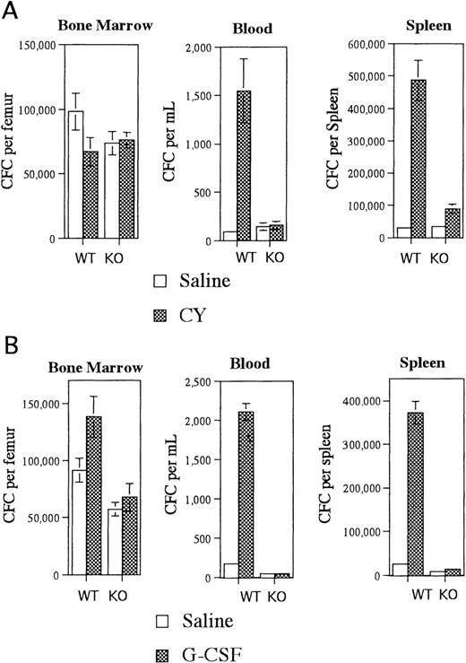 Fig. 1. Mobilization of radiation chimeras. / Irradiated G-CSFR–deficient mice reconstituted with wild type (WT) bone marrow cells or irradiated wild type mice reconstituted with G-CSFR–deficient bone marrow cells (KO) were treated with (A) CY versus saline or (B) G-CSF versus saline, and the number of CFCs in the bone marrow, blood, and spleen were quantified. A total of 6-8 mice were analyzed for each data point. Data represent the mean plus or minus standard error of the mean (SEM).