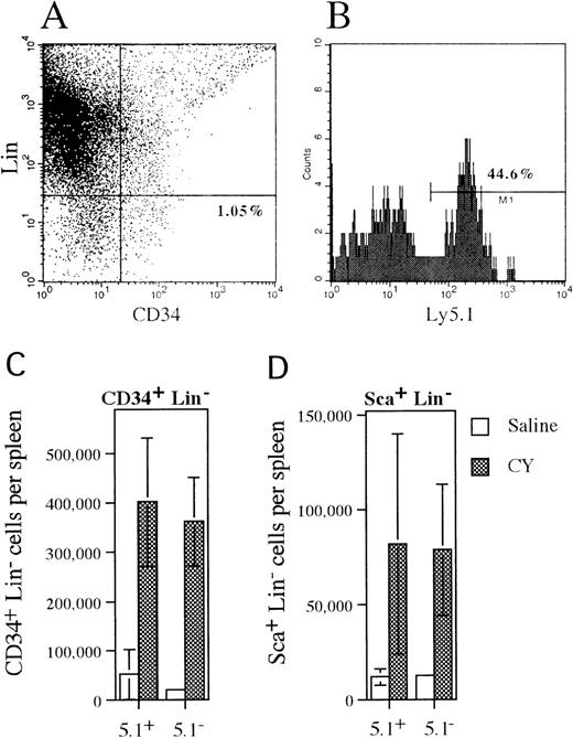 Fig. 3. Mobilization of CD34+lineage− and Sca+ lineage−cells in mixed chimeras. / (A) Representative histogram of spleen cells isolated from CY-treated mice that were stained with antibodies against a cocktail of lineage markers and CD34. The percentage of CD34+lineage− cells is shown. (B) Ly 5.1expression on CD34+ lineage− cells that were identified in the previous histogram. The percentage of CD34+ lineage− cells that expressLy5.1 is shown. (C, D) The absolute number of wild type (Ly5.1+) and G-CSFR–deficient (Ly5.1−) CD34+lineage− or Sca+ lineage−cells present in the spleen of saline- or CY-treated mice is shown. Data represent the mean plus or minus SD.