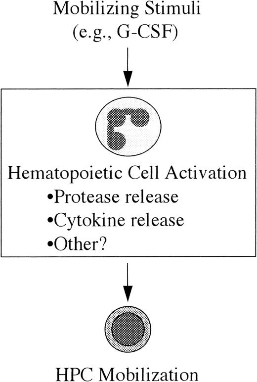 Fig. 4. Model of HPC mobilization. / In this model the mobilizing stimulus (eg, G-CSF) acts directly on a mature subset of hematopoietic cells resulting in their activation; in the case of G-CSF, the likely (but unproven) target cell population is neutrophils. The mechanism by which these activated cells lead to HPC mobilization is not yet clear, but it may include the release of cytokines or extracellular matrix-degrading proteases. (See text for discussion.)