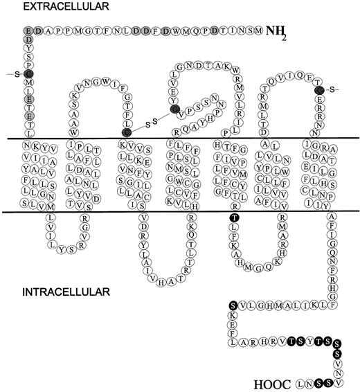 Fig. 1. Diagrammatic representation of the chemokine receptor CXCR1. / Extracellular N-terminal acidic residues are shaded, C-terminal potential phosphorylation residues (serine and threonine) are black, and conserved cysteines are hatched.