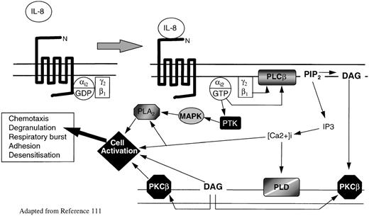 Fig. 2. Model of chemokine receptor activation and signal transduction for IL-8 and neutrophils. / IL-8 binding to CXCR1 or CXCR2 causes guanosine triphosphate displacement of guanosine diphosphate in the Gαi2subunit, which allows dissociation of Gαi2 from Gβγ. Gβ activates phospholipase C (PLCβ), which cleaves PIP2 into the second messengers DAG and IP3. DAG activates PKCβ, whereas IP3 causes the release of calcium from intracellular stores. The rapid rise in intracellular calcium activates PLD. Meanwhile Gαi2directly activates PTK. These activate MAP kinases and phosphorylate serine and threonine residues on the C-termini of CXCR1 and CXCR2, leading to receptor inactivation. MAP kinases activate phospholipase A2. DAG, intracellular calcium, PKC, and phospholipase A2 (PLA2) all interact with specific cell activation mechanisms, leading to cell motility, degranulation, release of superoxide anions, and modification of integrin avidity.
