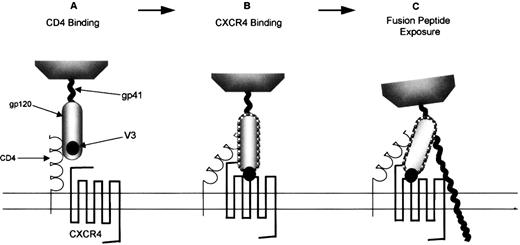 Fig. 3. T-lymphocyte–tropic HIV-1 infection of CXCR4-expressing cells. / (A) The gp120 subunit of an env oligomer binds to CD4, inducing conformational changes including increased exposure of the V3 loop. This enables env to interact with the appropriate coreceptor, in this case CXCR4 (B). This interaction is then proposed to trigger the final conformational changes in env, including the formation of a coiled–coil structure in gp41 that ensures that the fusion peptide inserts into the cell membrane (C).