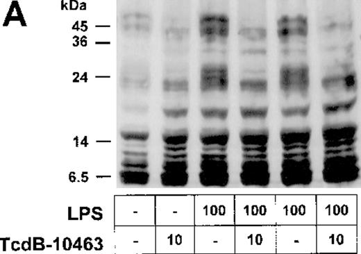 Fig. 5. Inhibition of Rho proteins blocks protein tyrosine phosphorylation in LPS-stimulated endothelial cells. / (A) Cells were preexposed to 10 ng/mL TcdB-10463 for 60 minutes as indicated and stimulated with 100 ng/mL LPS for 15 minutes. Cell lysates were obtained as described in “Materials and methods” and were subjected to Western blot analysis (7.5% SDS-PAGE). Membranes were labeled with antibodies against tyrosine-phosphorylated proteins. Note reduction of protein tyrosine phosphorylation in LPS-treated cells after inhibition of Rho proteins with TcdB-10463. (B) Endothelial cells were incubated with 25nM to 500nM geldanamycin 30 minutes prior to stimulation with 100 ng/mL LPS for 8 hours. Supernatants were subsequently analyzed by IL-8 ELISA. A representative gel (1 of 3 separate experiments) is shown in (A). Data presented in (B) are mean ± SEM of 3 separate experiments.