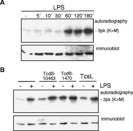 Fig. 6. LPS-induced activation of p38 MAPK does not depend on Rho proteins, but p38 MAPK inhibition blocks IL-8 expression in endothelial cells. / (A) HUVECs were exposed to 100 ng/mL LPS for the times indicated; p38 activity was assessed by immunecomplex kinase assay, as described in “Materials and methods,” employing 3pK/MAPKAP-K3 as substrate. Equal gel loading was confirmed by p38 immunoblot. (B) Endothelial cells were pretreated with 10 ng/mL TcdB-10463, 100 ng/mL TcdB-1470, or 200 ng/mL TcsL, each for 1 hour prior to addition of 100 ng/mL LPS for another hour. Inhibition of Rho or Ras proteins had no effect on LPS-induced p38 kinase activity. (C) HUVECs were pretreated with the p38 kinase inhibitor SB 202190 for 30 minutes before stimulation with 100 ng/mL LPS. SB 202190 inhibited IL-8 secretion in a dose-dependent manner. Representative gels (1 of 3 separate experiments) are shown in (A) and (B). Data presented in (C) are mean ± SEM of 4 separate experiments.