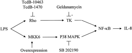 Fig. 9. Proposed scheme of 2 parallel LPS-stimulated signaling pathways leading to IL-8 expression in HUVECs upon LPS stimulation: Both pathways are required for sufficient IL-8 expression. / Please see “Discussion” for details. TK indicates tyrosine kinase.