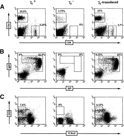Fig. 2. Characterization of splenic and gut lymphocytes from γc-transduced mice. / Flow cytometric analysis of splenocytes using (A) FITC-conjugated anti-CD8 and PE-conjugated anti-CD4 antibodies or (B) FITC-conjugated anti-immunoglobulin D (IgD) and PE-conjugated anti-IgM antibodies. (C) Analysis of hepatic lymphocytes using FITC-conjugated anti-DX5 (natural killer cell specific) and PE-conjugated anti-TCRαβ antibodies. Positive cells are expressed as percentage of gated lymphocytes. (D) Representative sections of small bowel epithelium in a γc-transduced mouse (Periodic Acid Shiff staining, × 250). Intraepithelial lymphocytes (arrows), normal cellularity of the lamina propria, and lymphoid cryptopatches (large arrow) were identified that were indistinguishable from control γc+ animals16 (and data not shown).