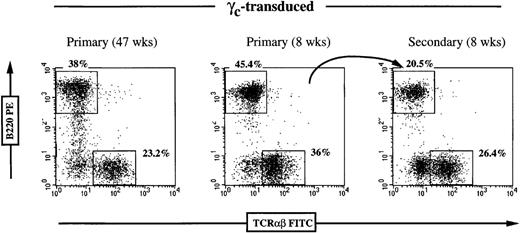 Fig. 4. Stability of lymphoid reconstitution in γc-transduced mice. / Flow cytometric analysis of peripheral blood T and B cells using FITC-conjugated anti-TCRαβ and PE-conjugated anti-B220 antibodies. Positive cells are expressed as percentage of gated lymphocytes. The left panel demonstrates long-term peripheral reconstitution 47 weeks posttransfer with normal percentage of T and B cells. The center panel shows a γc-transduced animal at 8 weeks postgraft. Bone marrow cells from this mouse were transferred into a secondary irradiated recipient, which, after 8 weeks, demonstrated normal peripheral reconstitution (right panel).