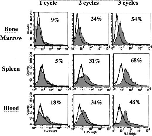 Fig. 3. Flow cytometry on bone marrow, splenocytes and blood mononuclear cells from mice infused with 100 × 104▵MGMT-transduced cells after 1, 2, or 3 cycles of BG and BCNU. / Cells were fixed, permeabilized, and stained with the human AGT-specific monoclonal antibody mT3.1 and a PE-conjugated secondary antibody before analysis. There was no cross-reactivity with murine AGT. The proportion of cells overexpressing δAGT was determined by subtracting the histogram obtained from normal mouse tissue.