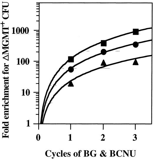 Fig. 6. BG and BCNU mediates strong selection pressure. / Fold enrichment for ΔMGMT+ CFU was calculated by dividing the total estimated number of ΔMGMT+ CFU at sacrifice by the number of ΔMGMT+ CFU infused. Within 1 × 105 bone marrow cells, we obtained approximately 200 CFU, which increased to 800 after 5-FU treatment. Because the CFU transduction efficiency was 75%, the total number of infused ΔMGMT+ CFU was 6000, 1500, and 300 in the 100, 25, and 5 × 104 cell populations, respectively. At sacrifice, we estimated 6 × 105 CFU present in 300 × 106 total mouse bone marrow cells. ▪, 5 × 104 cohort; ▴, 25 × 104cohort; •, 100 × 104 cohort.