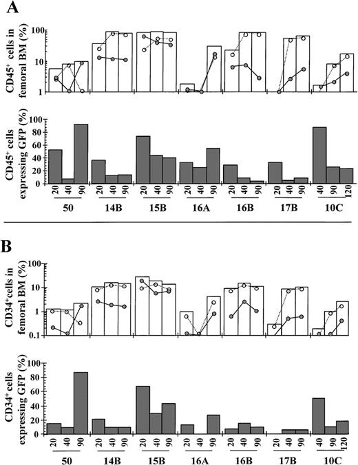 Fig. 1. Kinetics of engraftment of transduced CD34+cord blood cells in NOD/SCID mice. / NOD/SCID mice were transplanted with unsorted transduced cells, as described in Materials and methods. At different times after transplantation, BM samples from NOD/SCID recipients were obtained and the rate of engraftment and proportion of EGFP fluorescent cells determined by FACS analysis. Panels A and B show, respectively, data deduced from human CD45+ and CD34+ analysis (Table 2 presents BM codes). White bars represent the kinetics of engraftment of human cells, either expressing (•) or not expressing (○) the EGFP transgene. Dark bars represent the proportion of human cells expressing EGFP. The phenotypic characteristics of the different grafts are shown in Table 1. Data corresponding to last analyses are shown in Table 2.