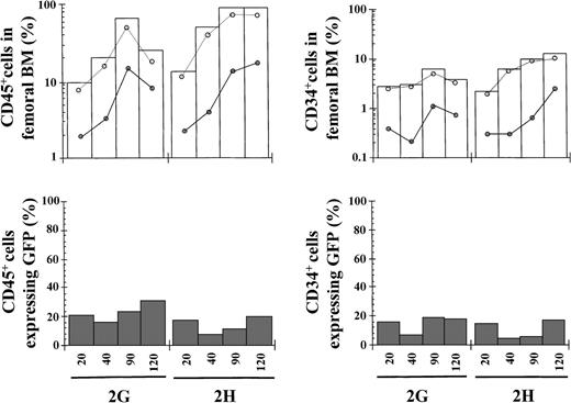 Fig. 3. Kinetics of engraftment of transduced purified EGFP− cells in NOD/SCID mice. / Transduced cord blood samples underwent cell sorting and cells negative for EGFP expression were transplanted into NOD/SCID mice. Symbols are as in Figure 1. The phenotypic characteristics of the different grafts and data corresponding to 120 days after transplantation are shown in Table 3.